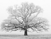 white-tree-1432153-m