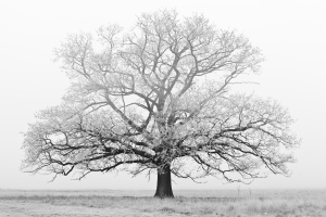 white-tree-1432153-m
